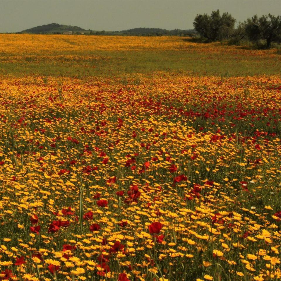 Casa Del Sorriso Daire Elmo Dış mekan fotoğraf